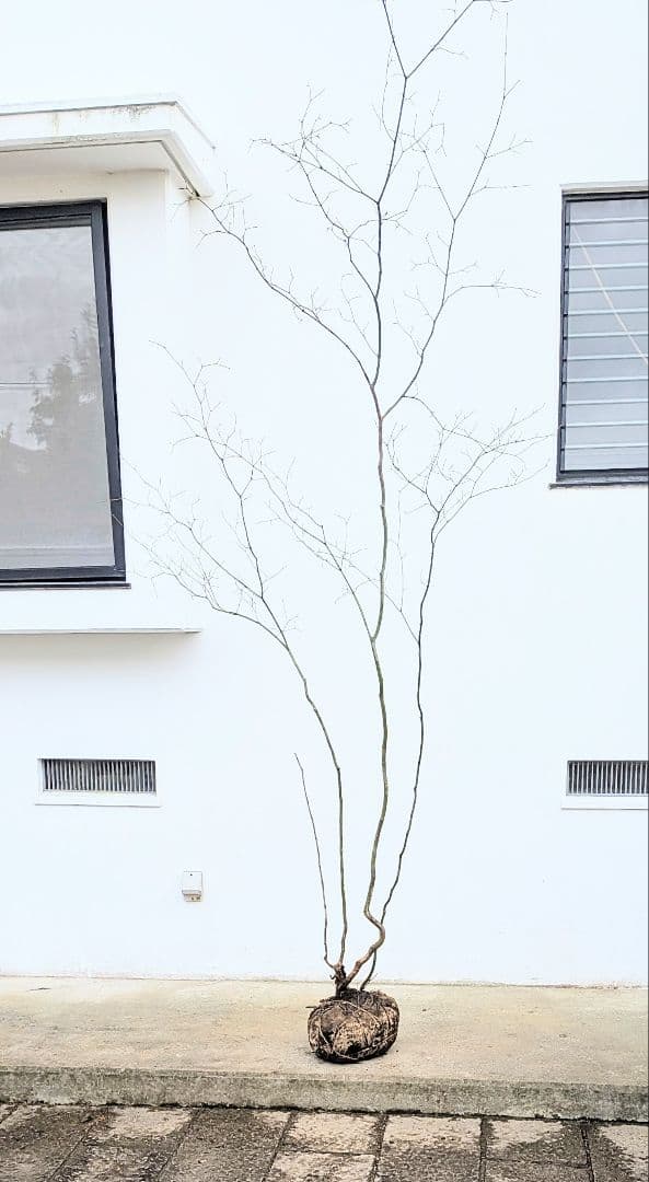 HIME_01_17さま。。山採りコハウチワカエデ。