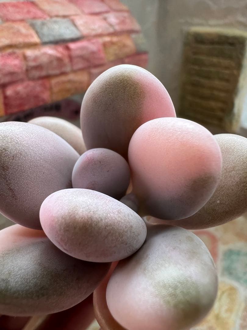 アメチスチヌム錦【特定記録付】