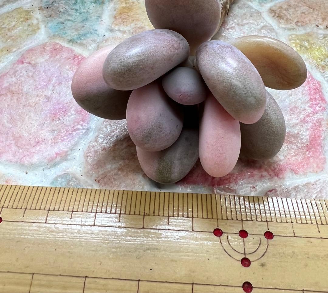 アメチスチヌム錦【特定記録付】