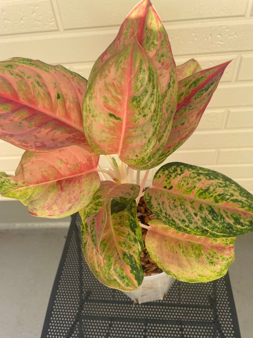 アグラオネマ・プラカイペット（Aglaonema ‘Prakai Pet’）