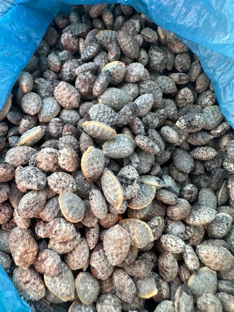 アデニア　ペチュエリー　種子　5個