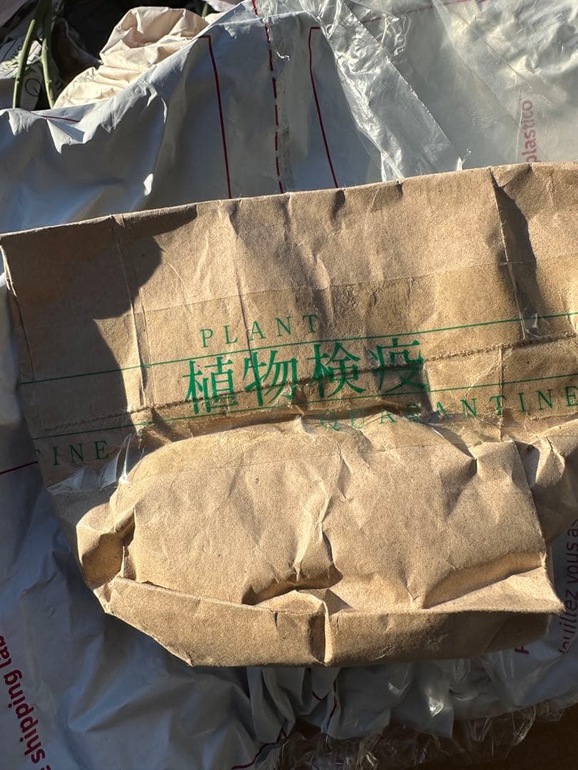 アデニア　ペチュエリー　種子　5個