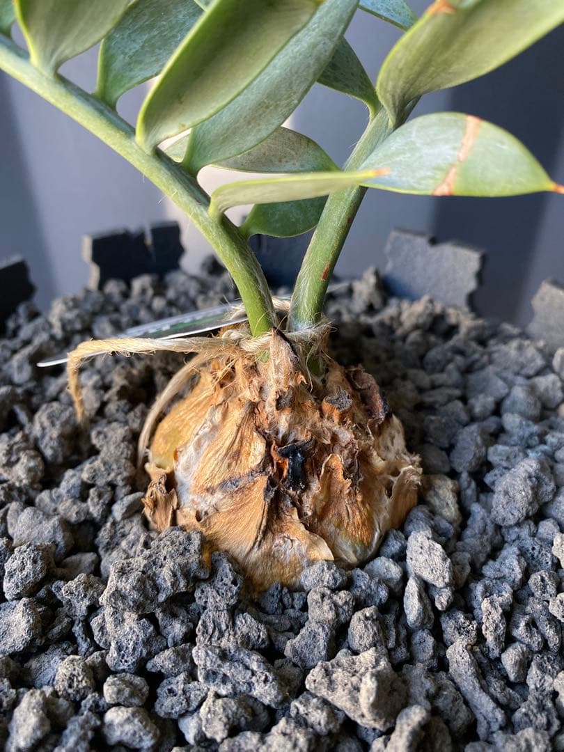 エンセファラルトスホリダス