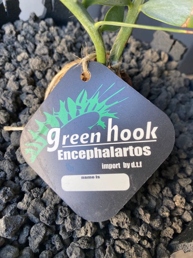 エンセファラルトスホリダス