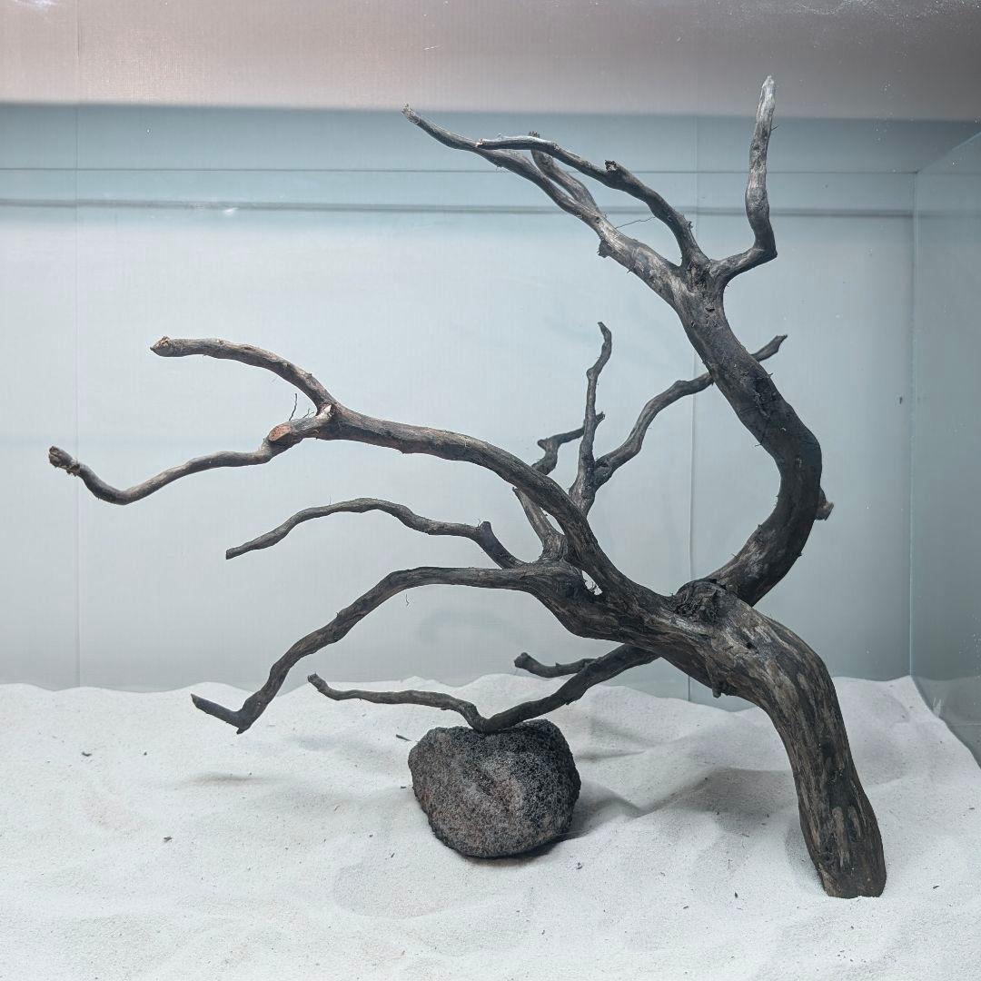 ブラックスマトラブランチ【BSB118】アクアリウム まとめ買い対応可 水槽