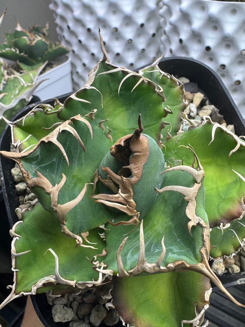 アガベ　悪魔くん OC 中株　子株付き　検）シチリア　スーパーチタノタ