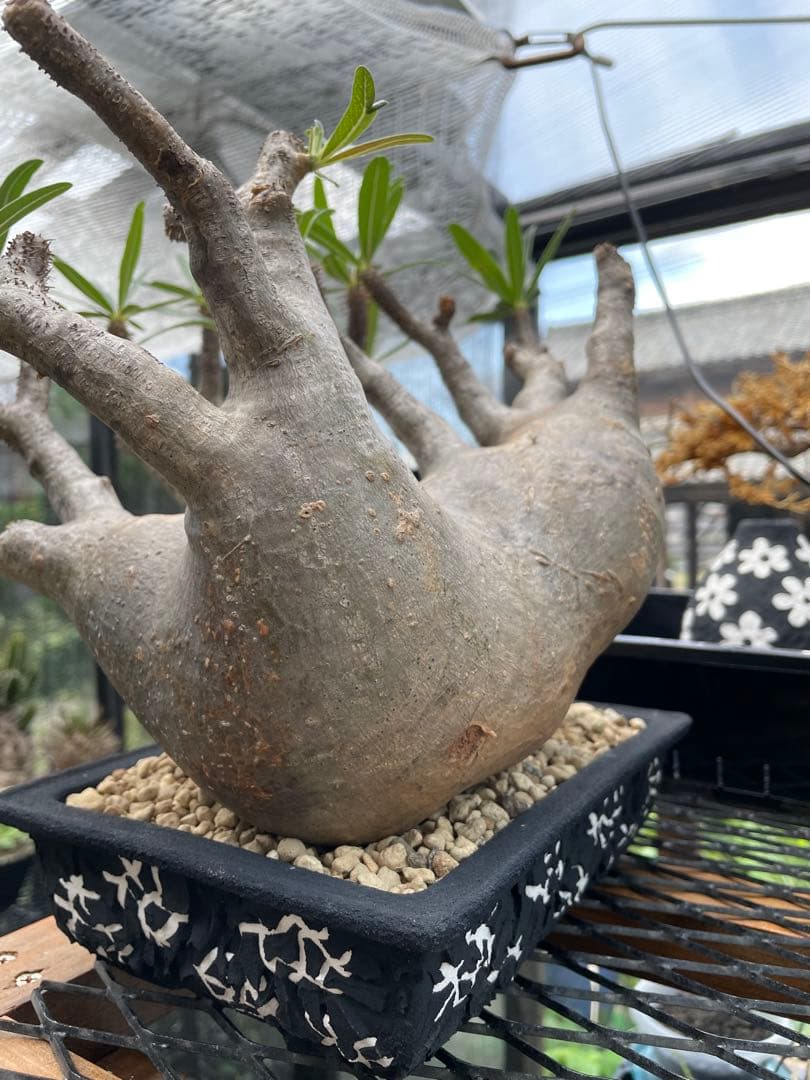 大株 パキポディウム グラキリス 多頭 扁平