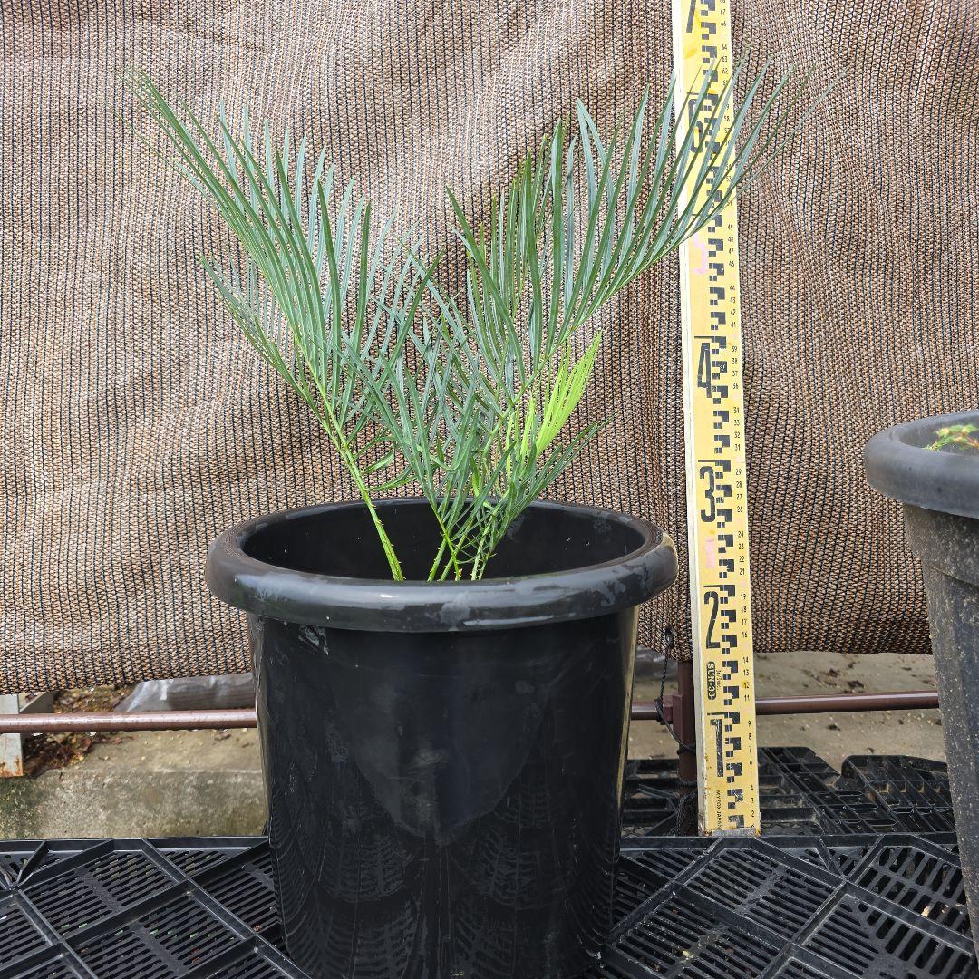 サイカスコッツシアーナ　（ダブルヘッド）