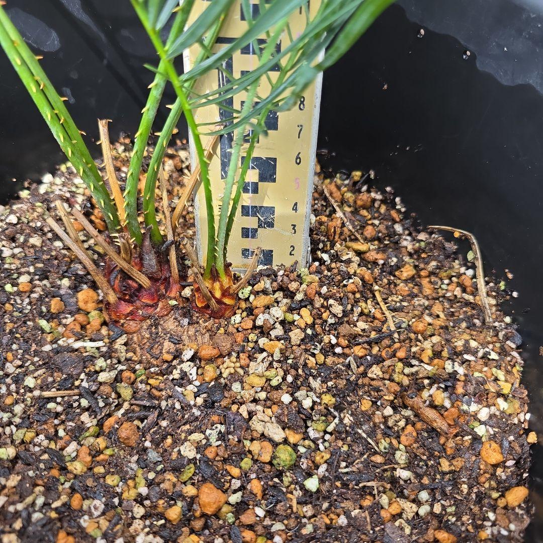 サイカスコッツシアーナ　（ダブルヘッド）