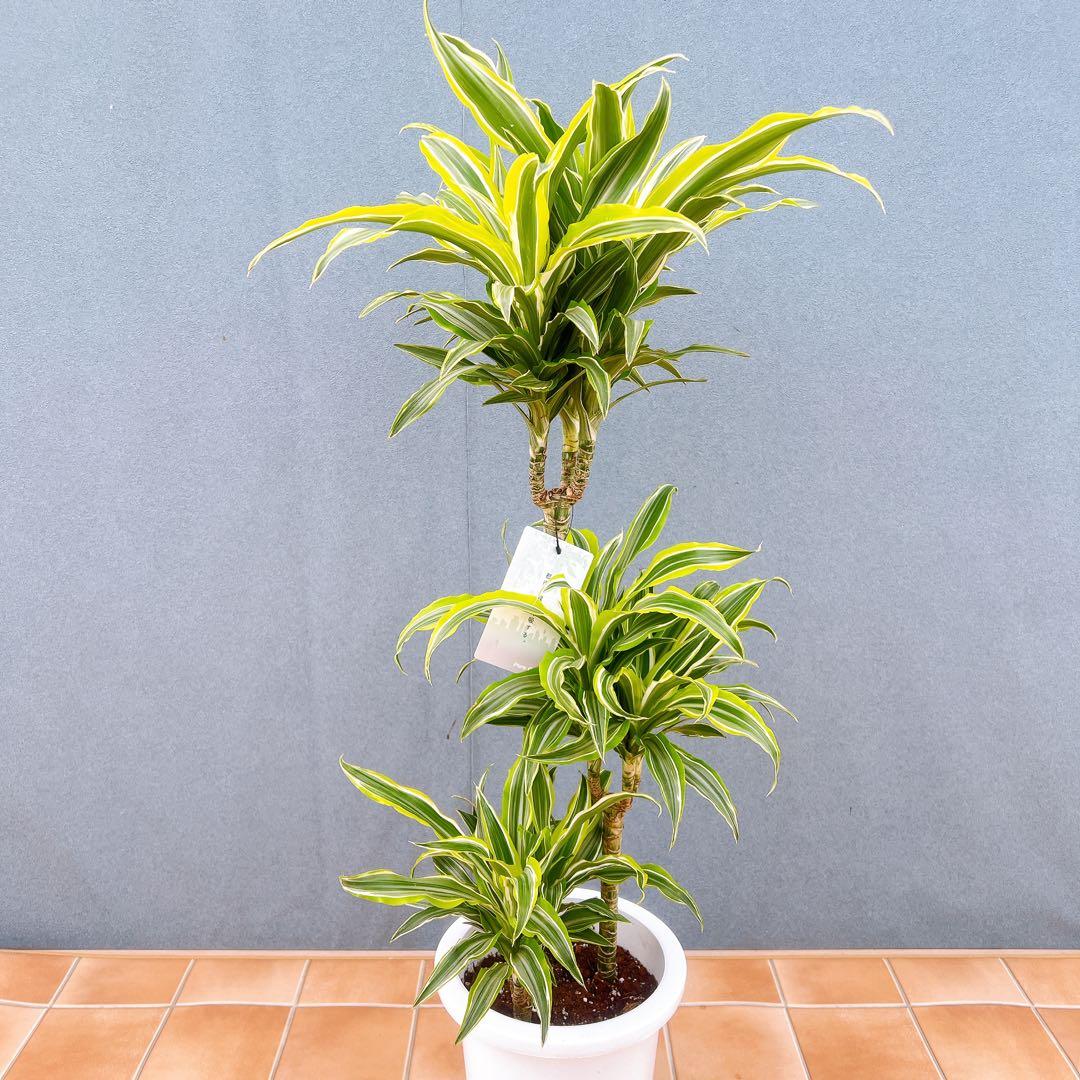 現品　ドラセナ　レモンサプライズ　31番　観葉植物　希少　斑入り　ドライガーデン