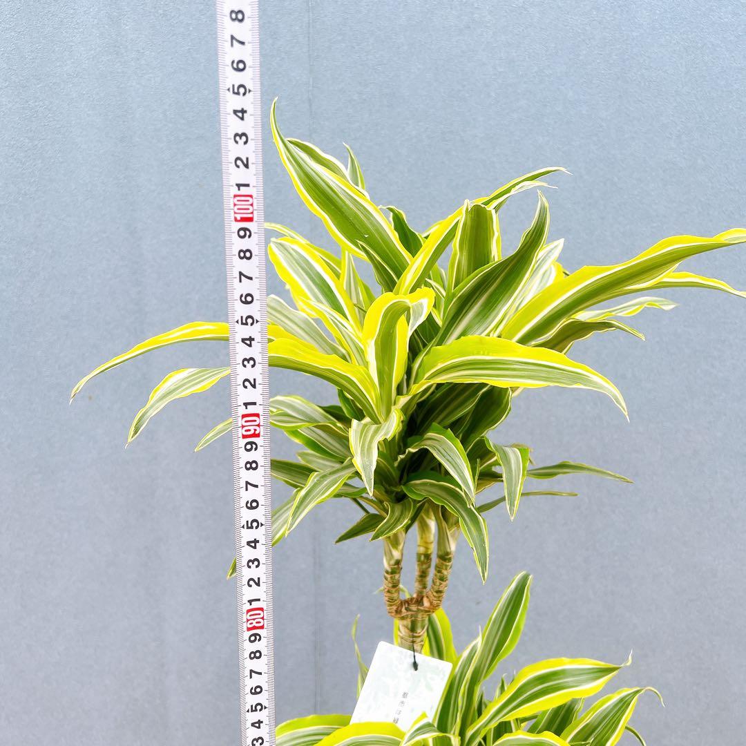 現品　ドラセナ　レモンサプライズ　31番　観葉植物　希少　斑入り　ドライガーデン