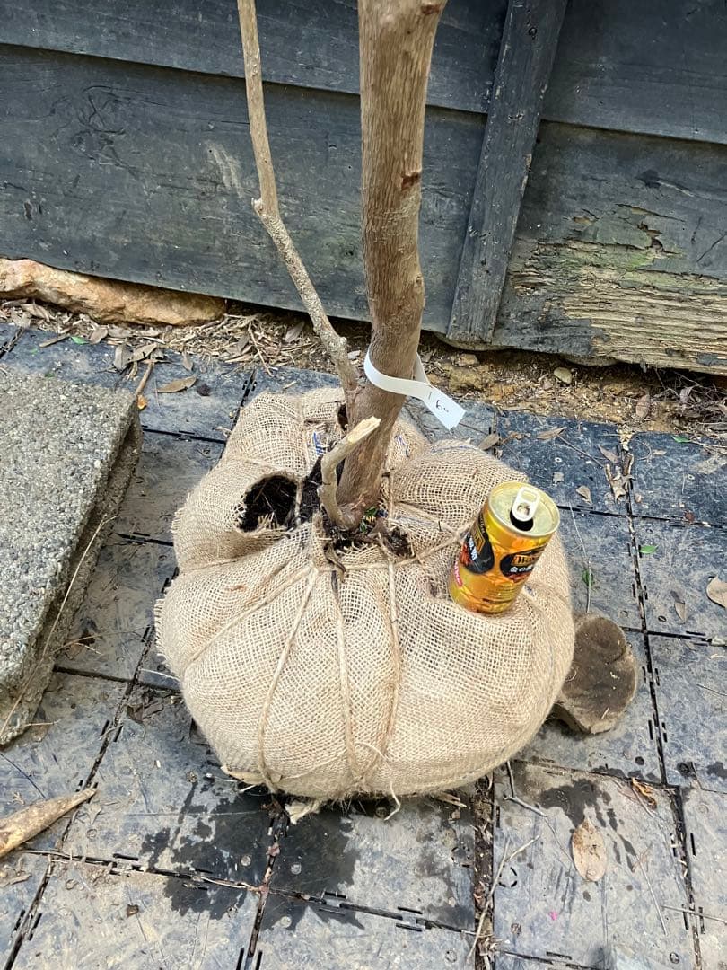 60 山採り　アセビ