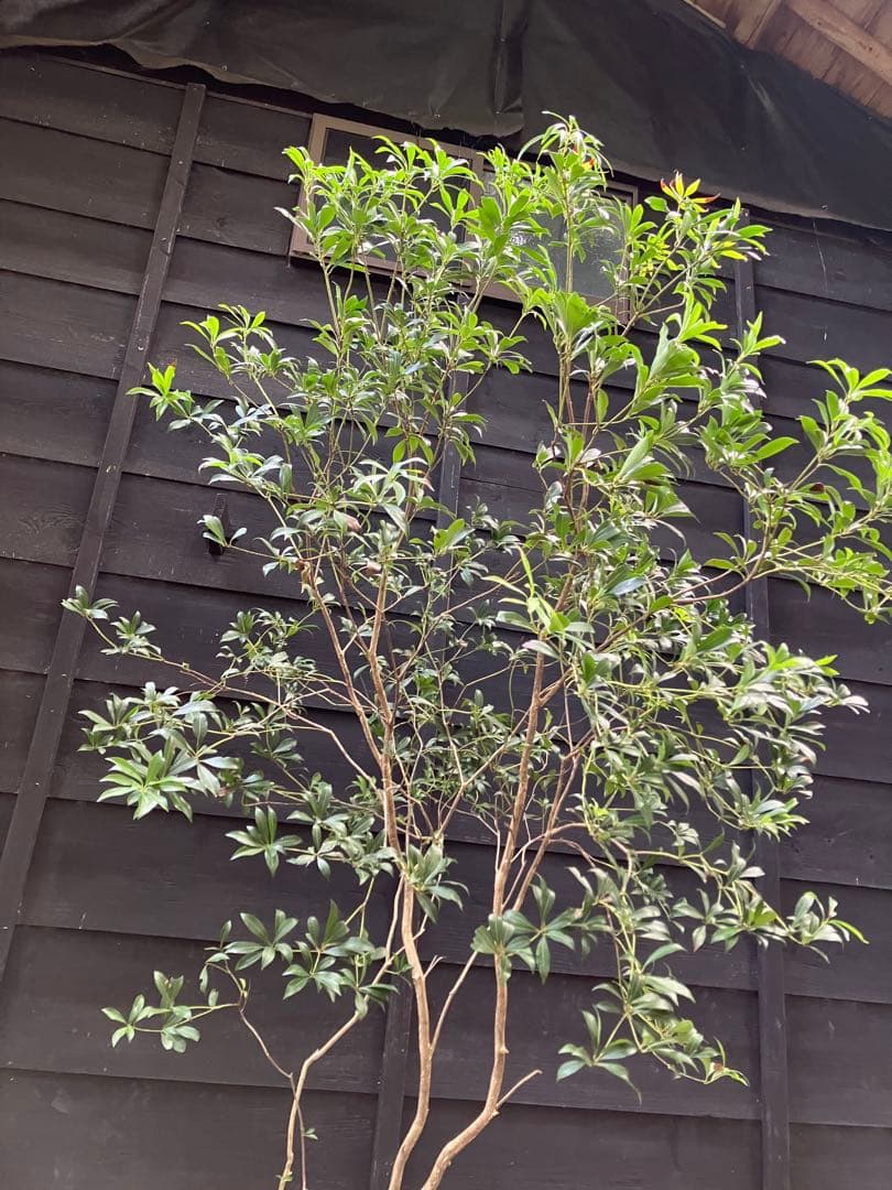 60 山採り　アセビ