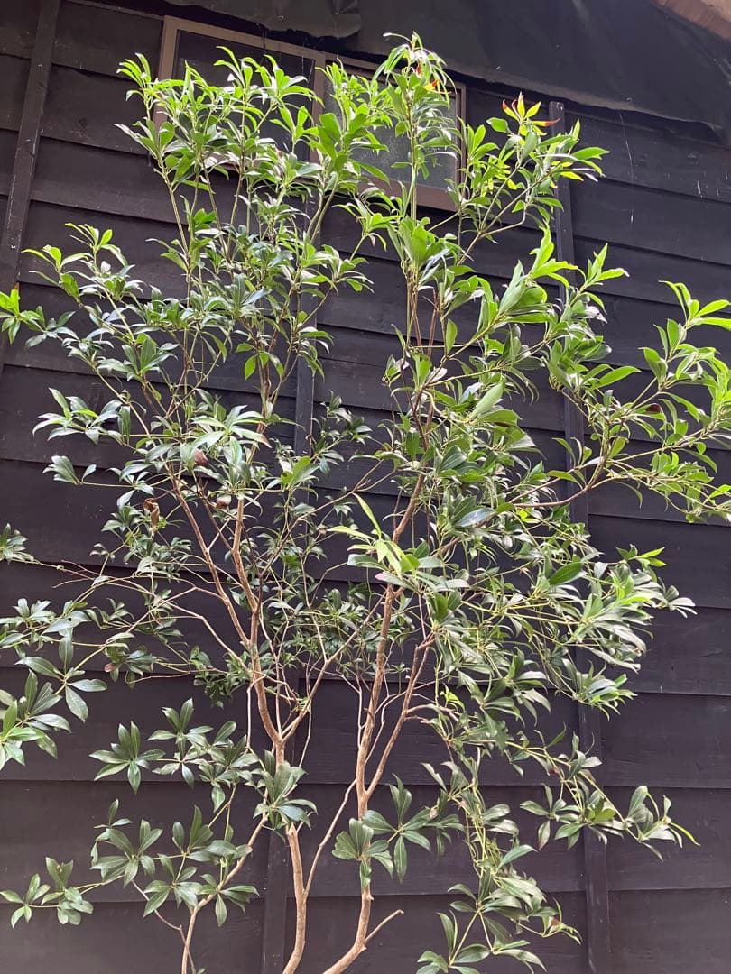 60 山採り　アセビ