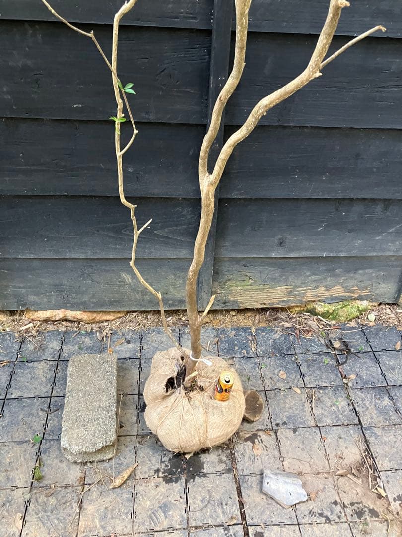 60 山採り　アセビ