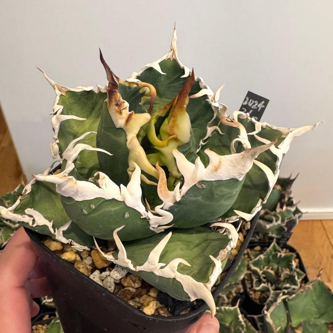 土日限定値下げ 子株 アガベ 島村園芸産 イタメリ 検）悪魔くん バケモノ 悪魔