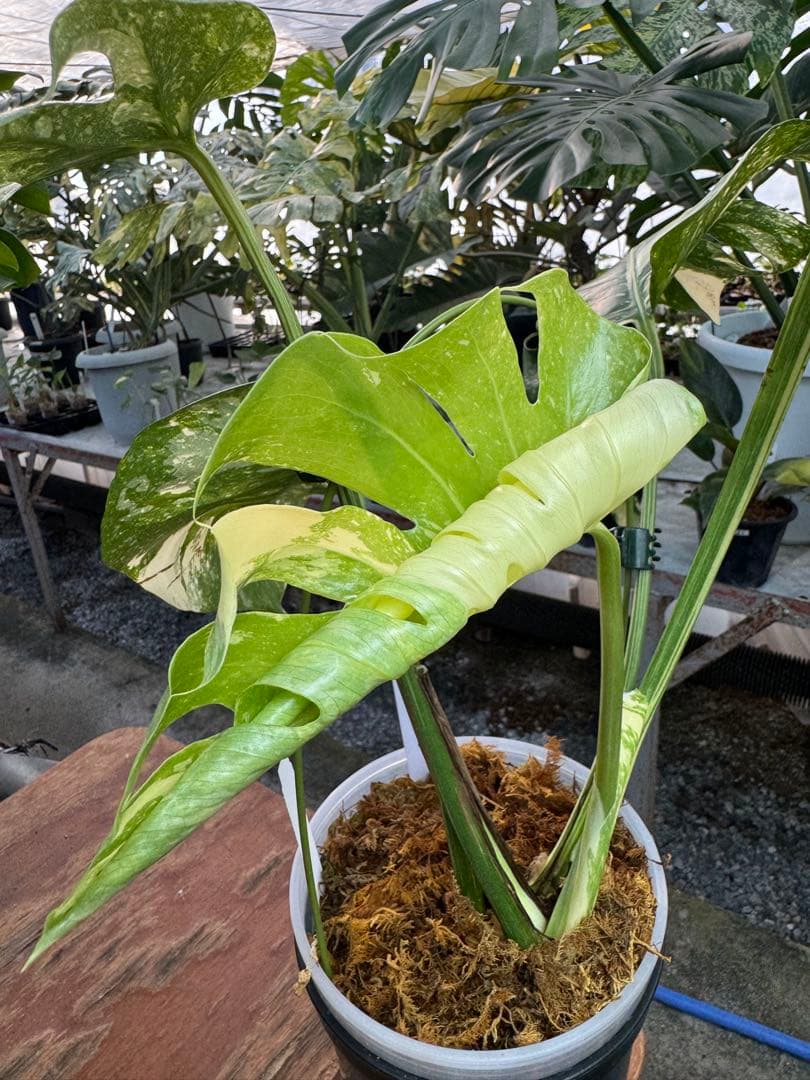 け*ん様 R4モンステラ　タイコンステレーション　スターライト