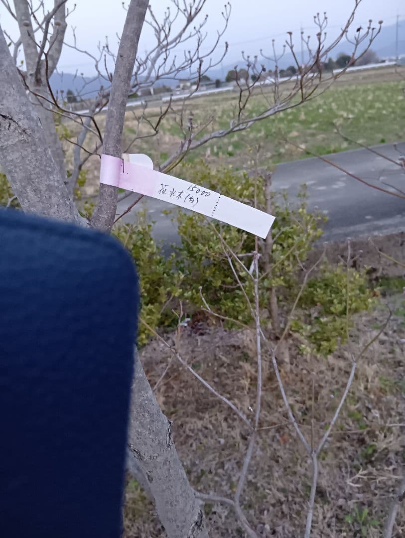 （投げ売り品）ハナミズキ（白3本赤1本）（4本まとめ売り）