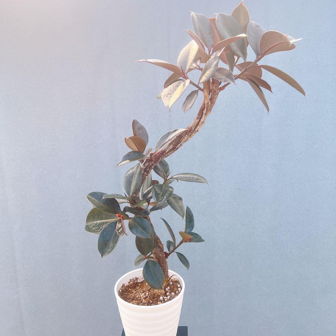 現品　フィカス　ゴムの木　バーガンディ　10番　フィカスバーガンディ　観葉植物
