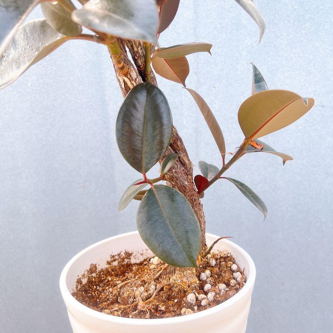 現品　フィカス　ゴムの木　バーガンディ　10番　フィカスバーガンディ　観葉植物