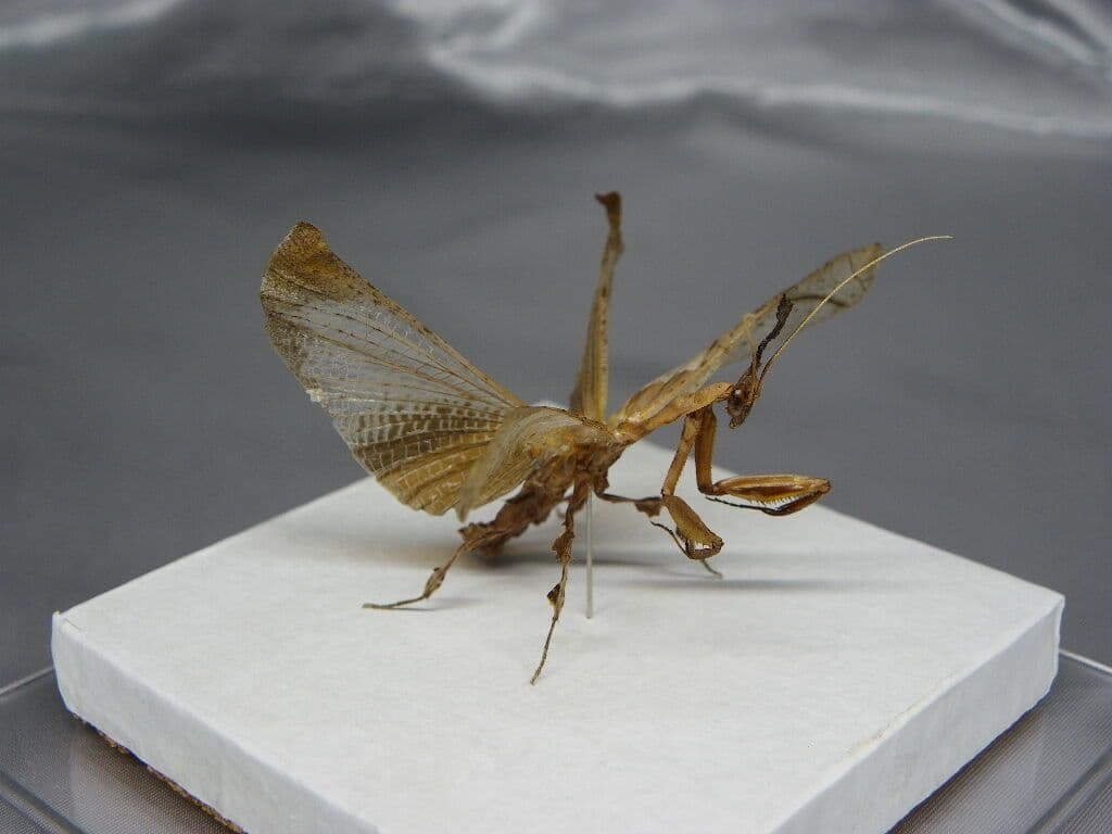 ゴーストマンティス／ペア　立体標本