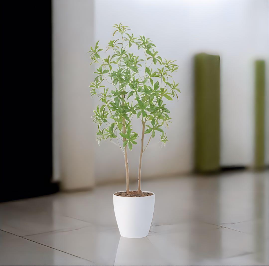 光触媒　人工観葉植物　ウォールグリーン　フェイクグリーン　フレッシュアセビ1.5