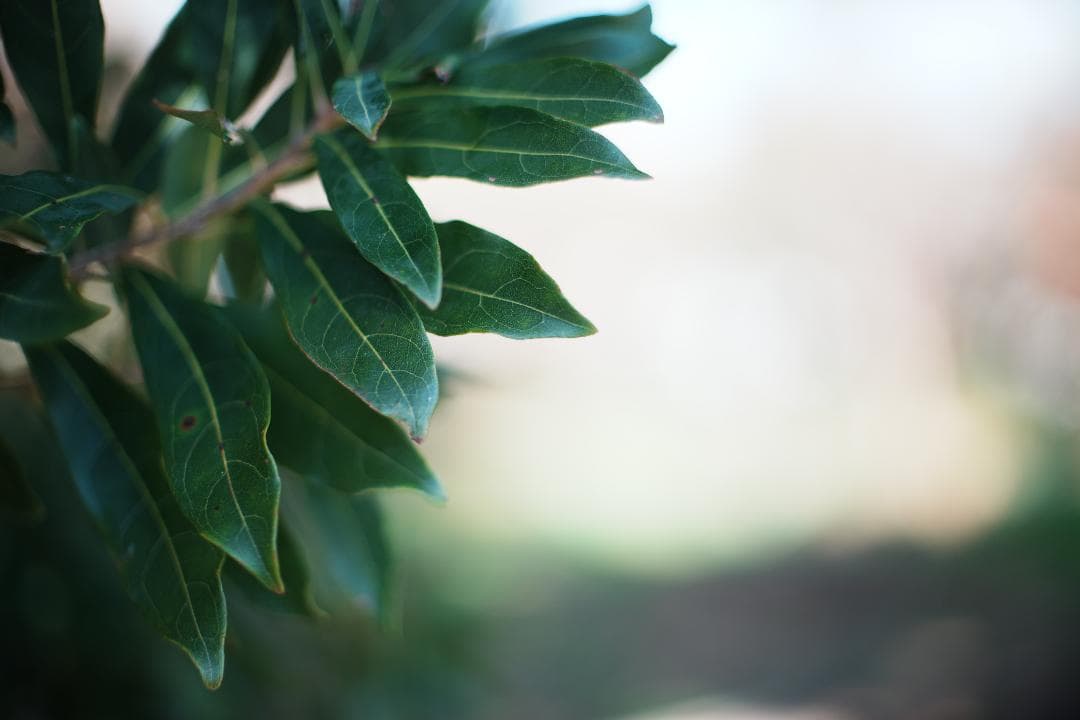 【傑作レンズ】動作◎ Canon New FD 50mm F1.4 019