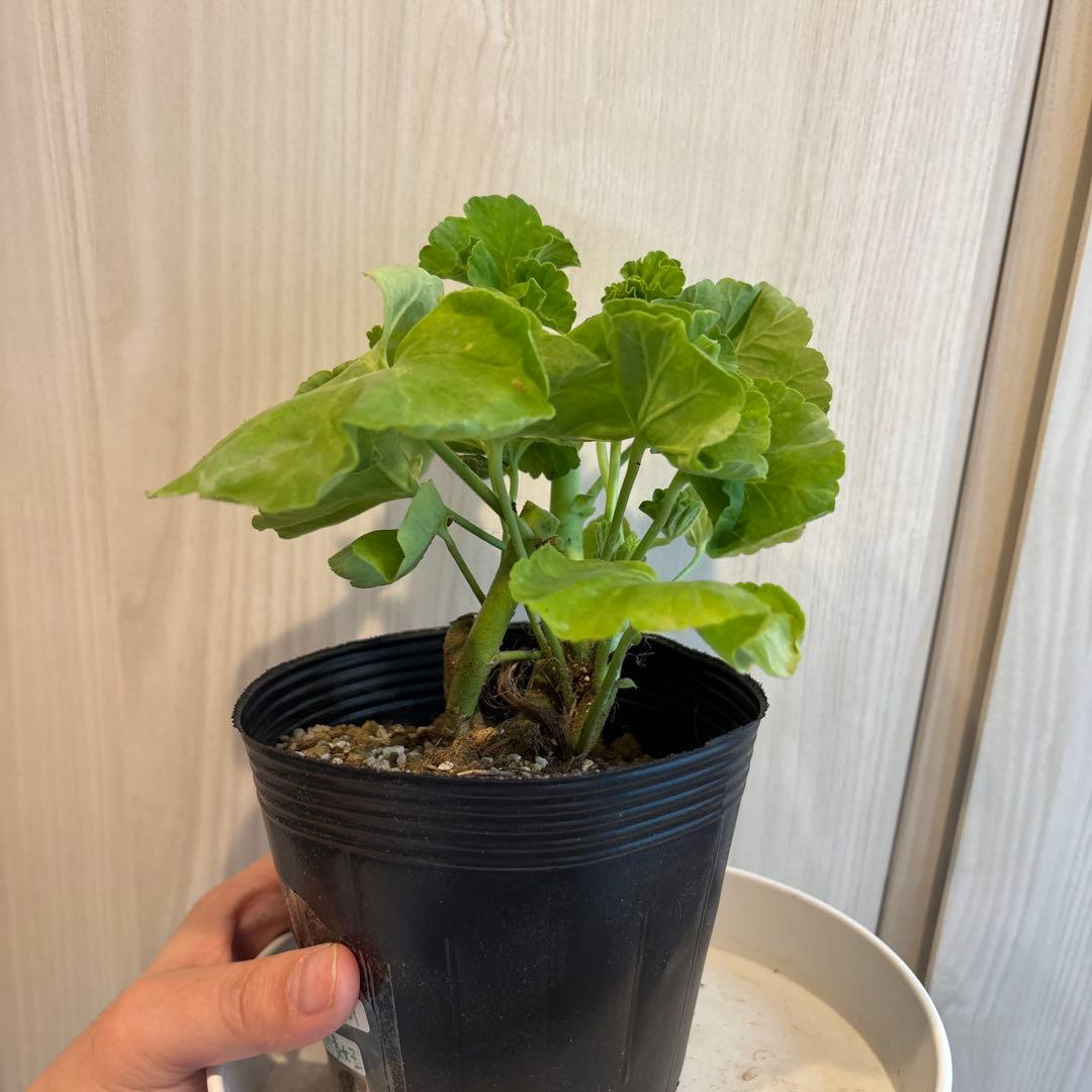 激レア品種ゼラニウム中苗　希少品種ゼラニウム苗　DMQ01