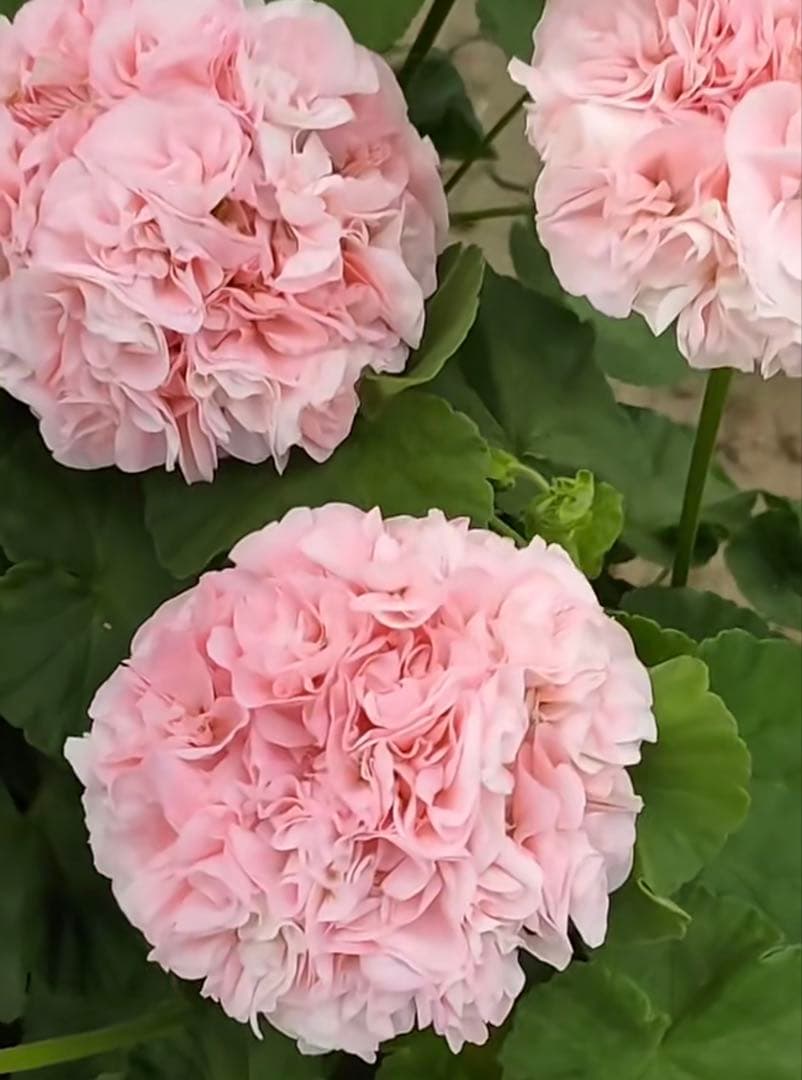 激レア品種ゼラニウム中苗　希少品種ゼラニウム苗　DMQ01