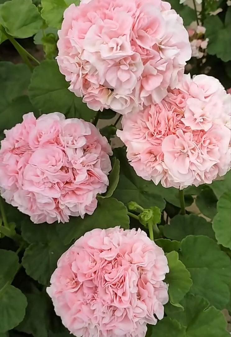 激レア品種ゼラニウム中苗　希少品種ゼラニウム苗　DMQ01