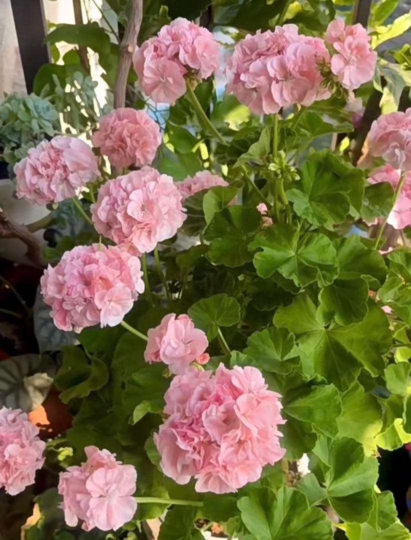 激レア品種ゼラニウム中苗　希少品種ゼラニウム苗　DMQ01