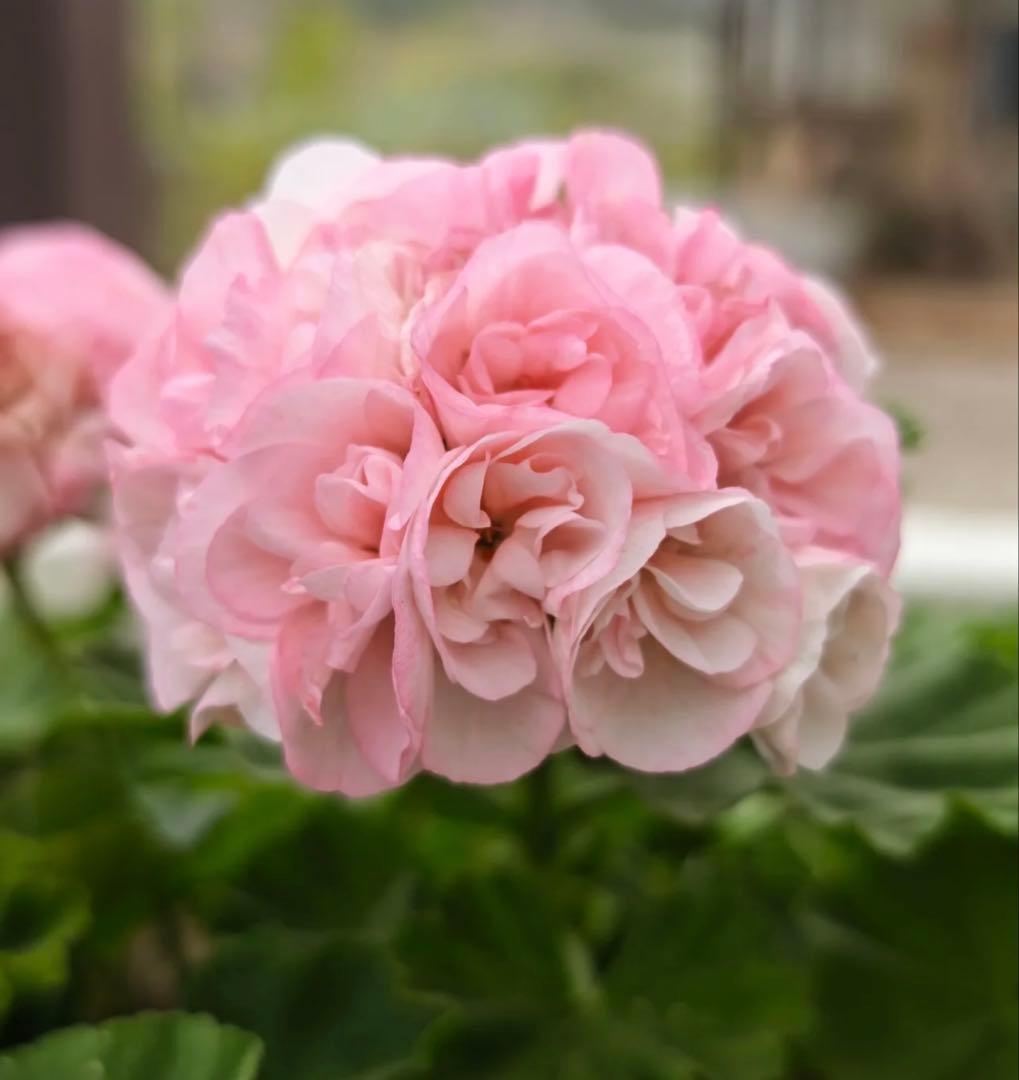 激レア品種ゼラニウム中苗　希少品種ゼラニウム苗　DMQ01