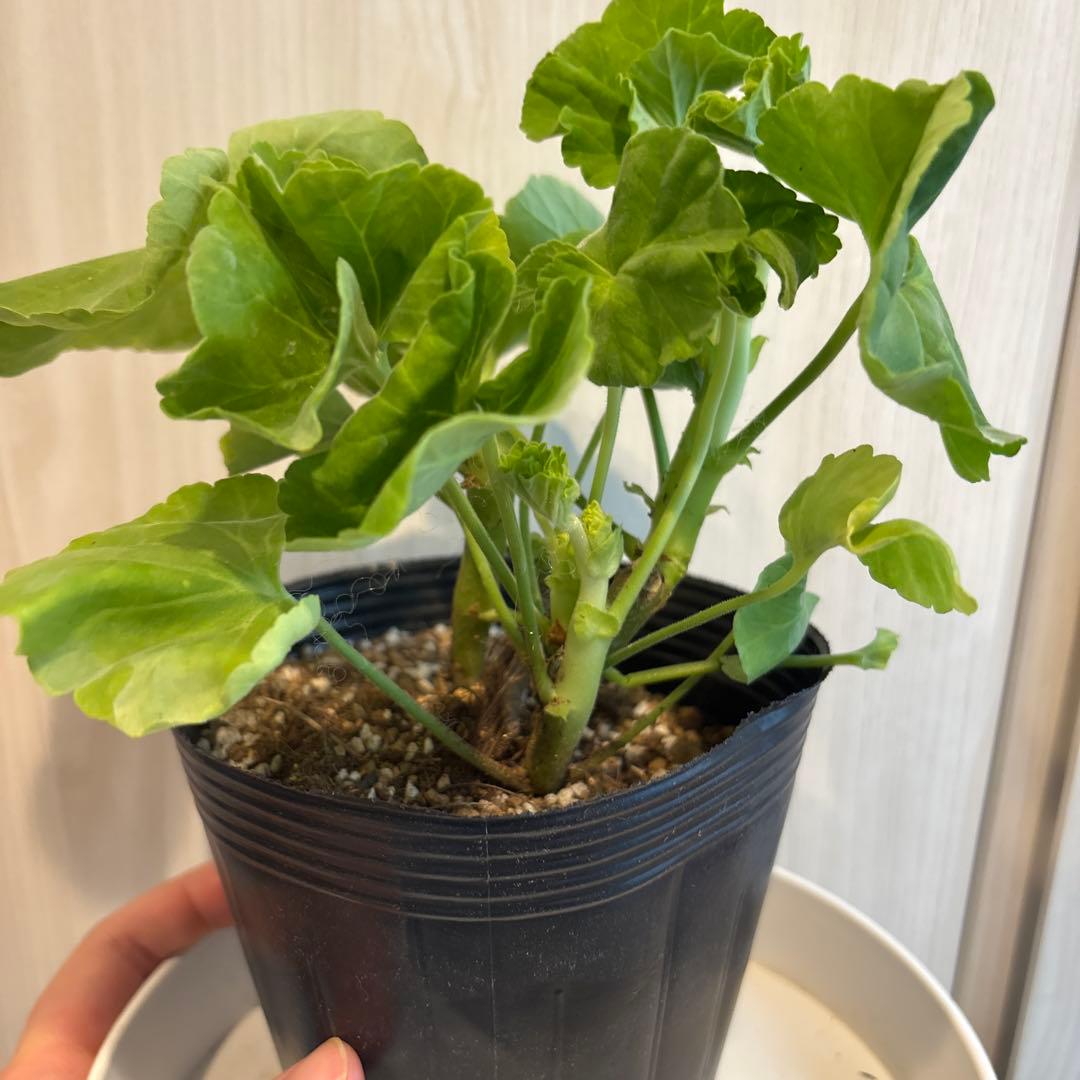 激レア品種ゼラニウム中苗　希少品種ゼラニウム苗　DMQ01