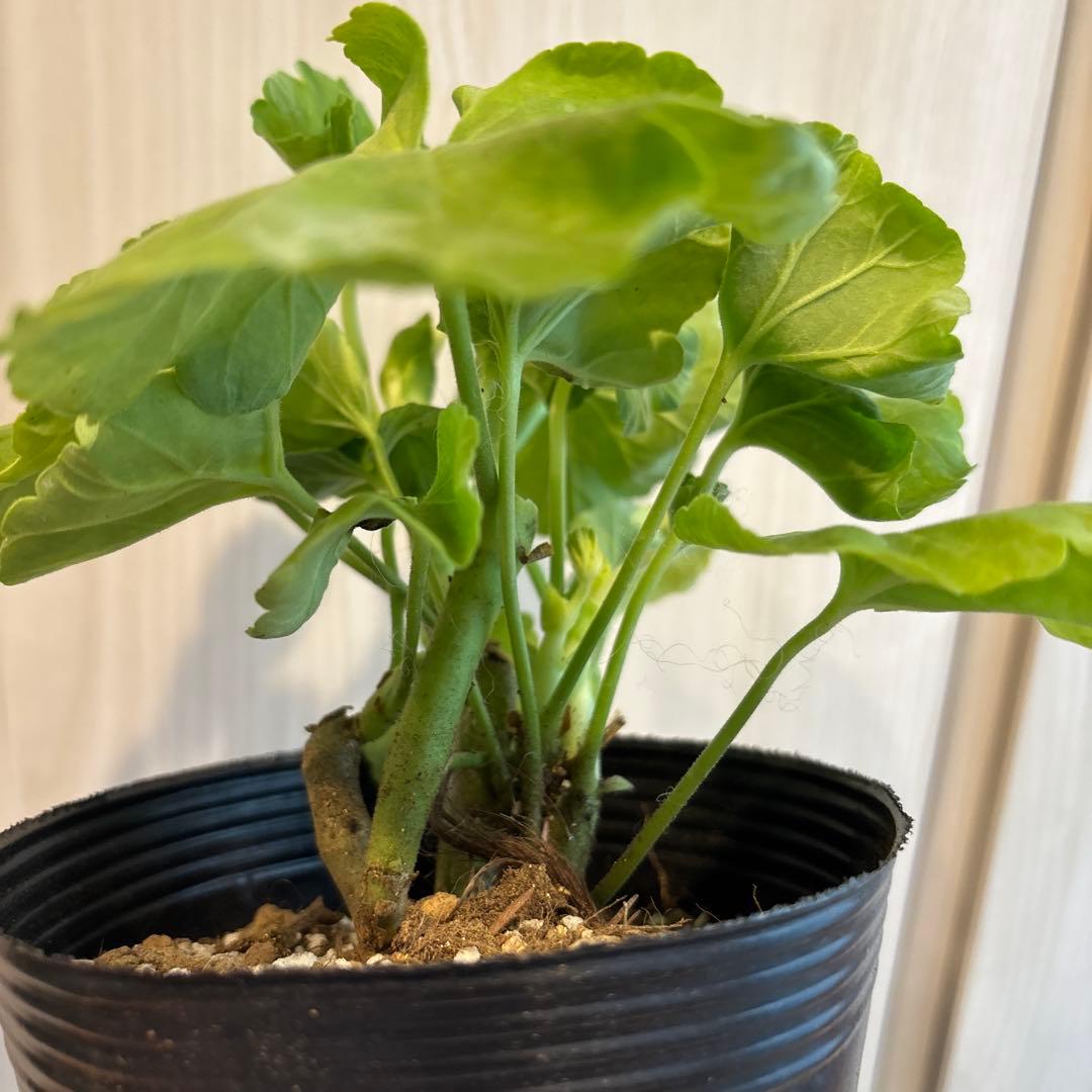 激レア品種ゼラニウム中苗　希少品種ゼラニウム苗　DMQ01