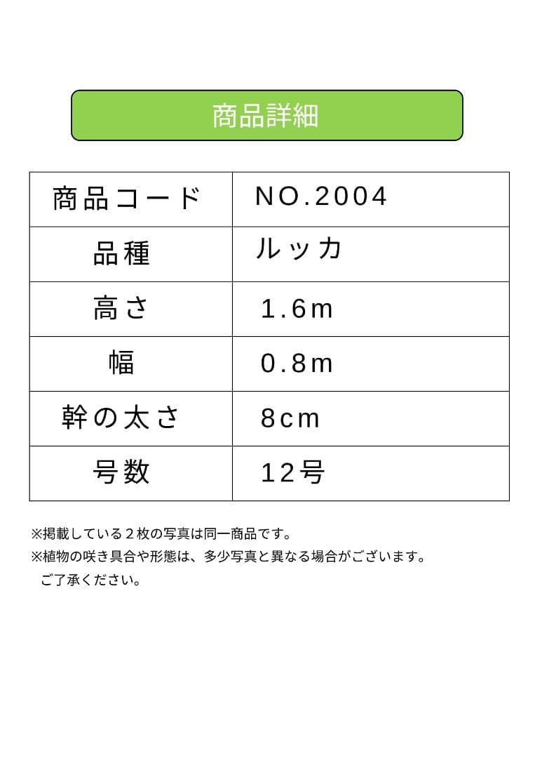オリーブの木　ルッカ　約160cm　NO.2004　大型　人気品種　現品掲載