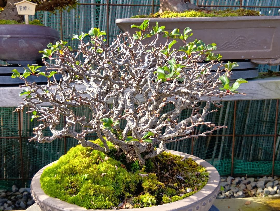 長寿梅‼️赤花‼️値下げ