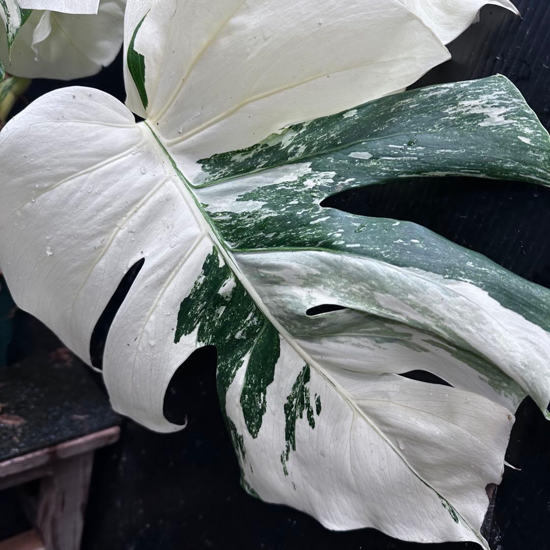 ひ*読様 斑入りモンステラ ホワイトタイガー極美大株cm白斑多