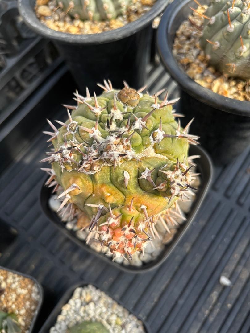 守殿玉　モンスト