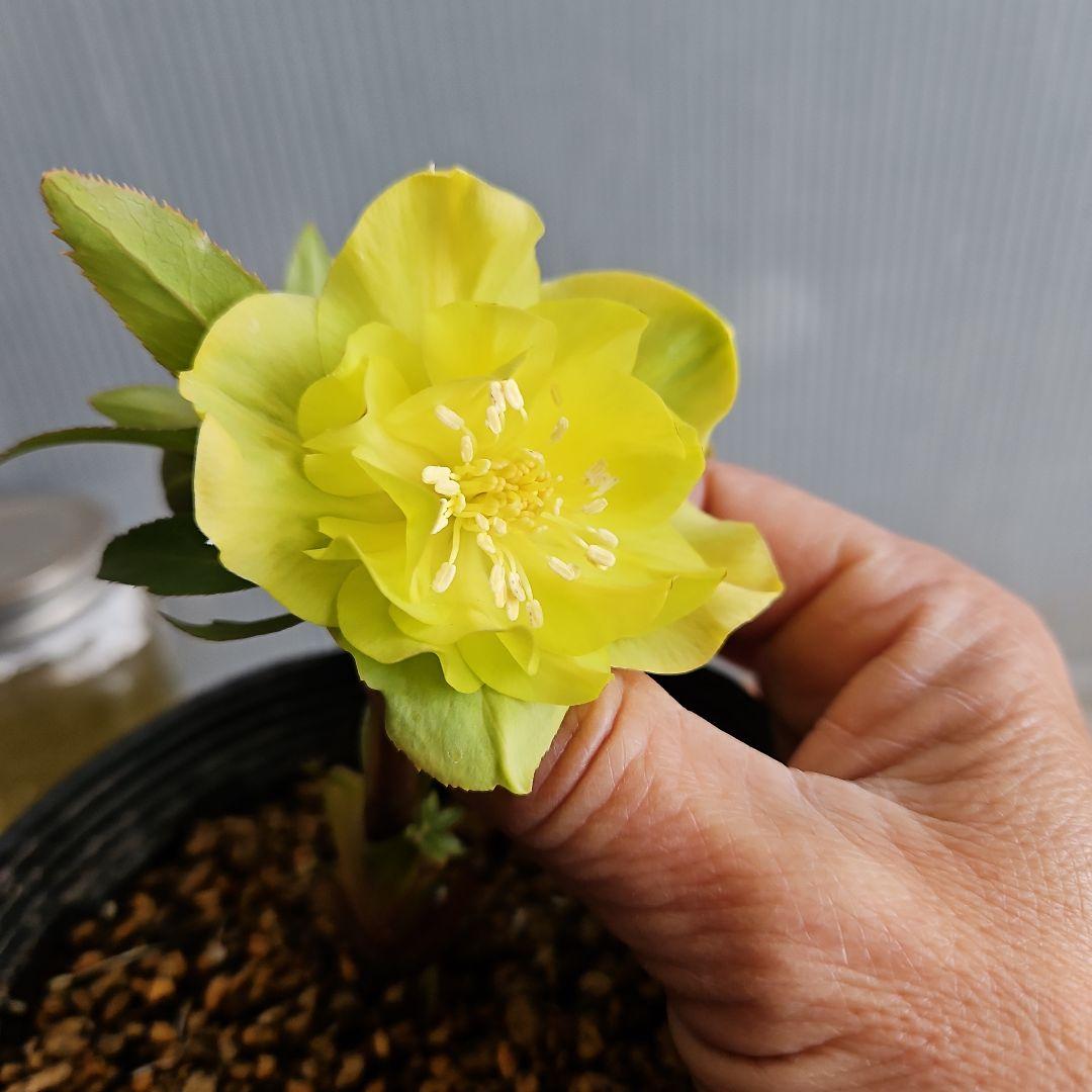 ★謙信様ご購入苗㉖-434㉖-442クリスマスローズ