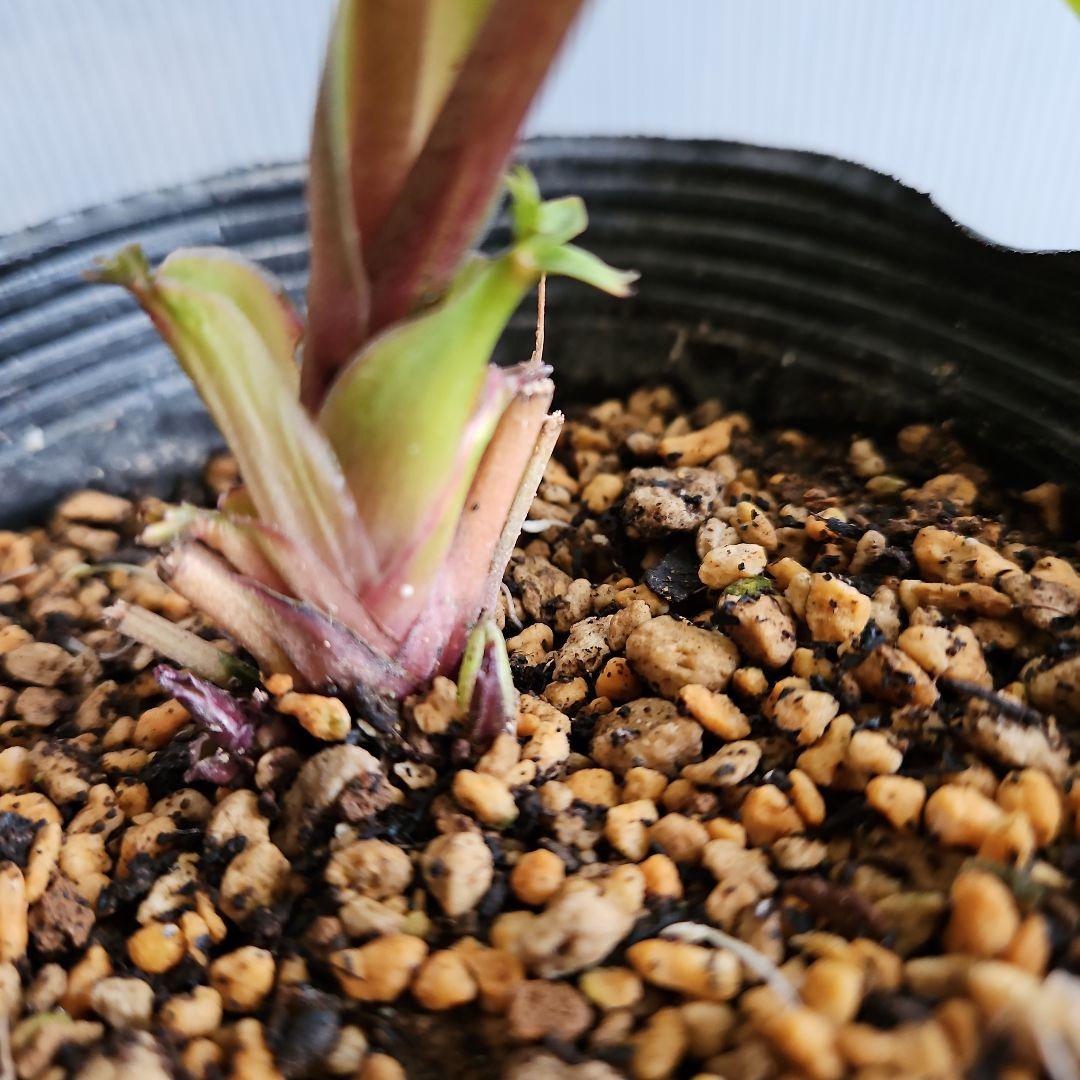 ★謙信様ご購入苗㉖-434㉖-442クリスマスローズ