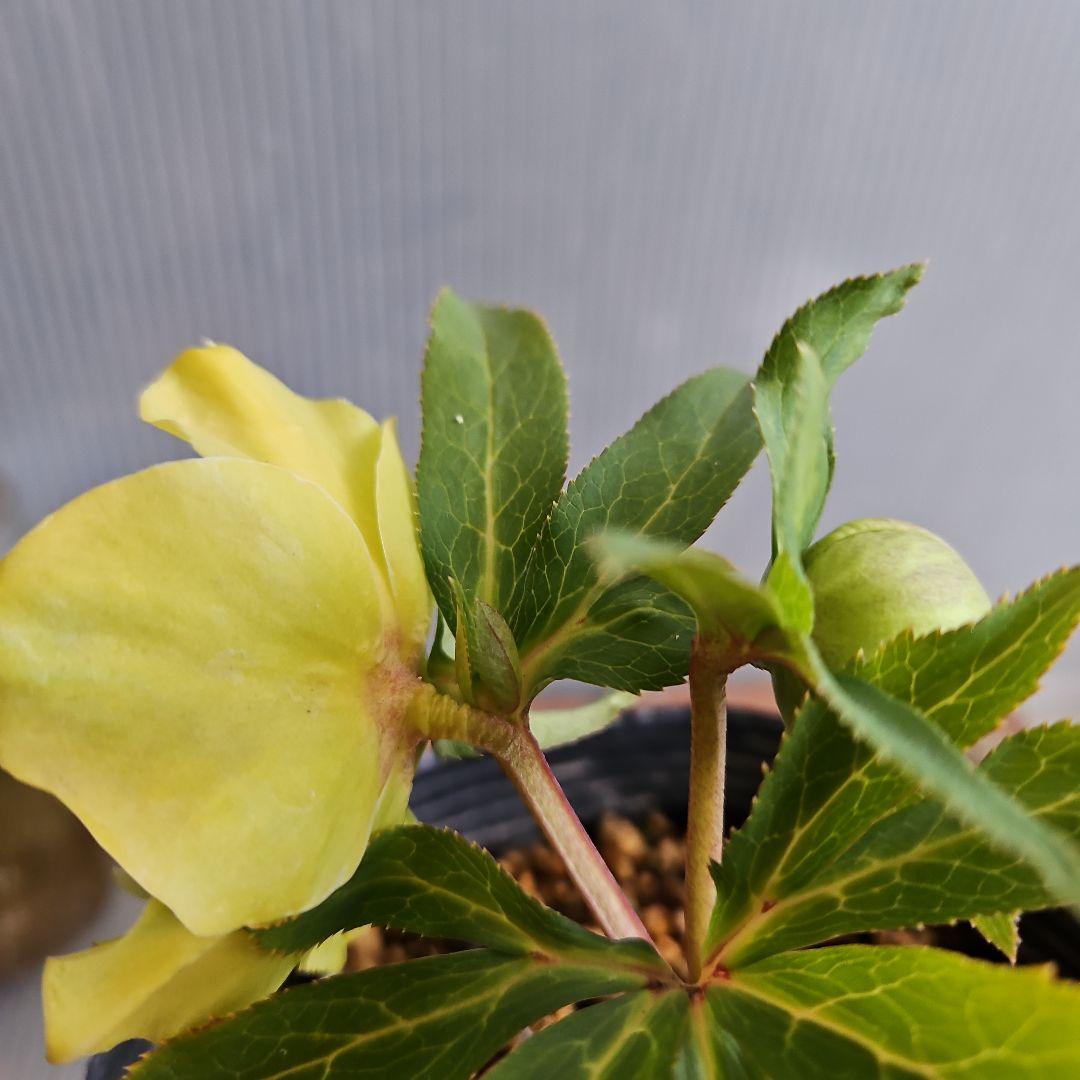 ★謙信様ご購入苗㉖-434㉖-442クリスマスローズ