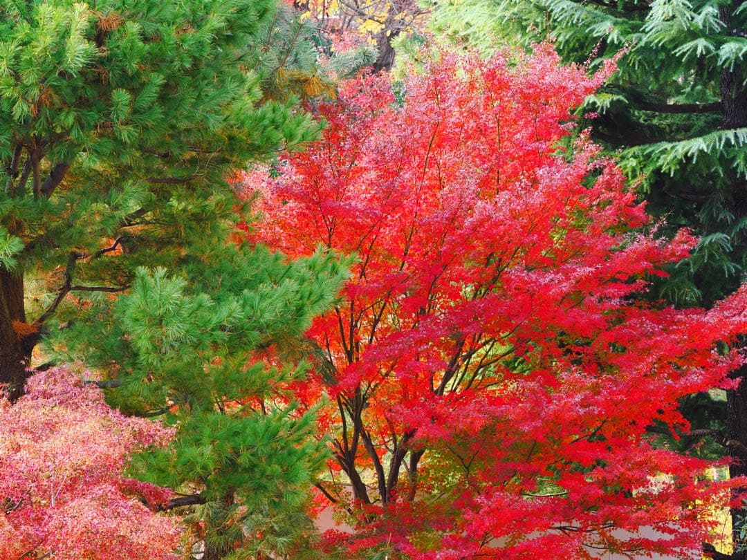 OLYMPUS 75mm f1.8単焦点レンズ