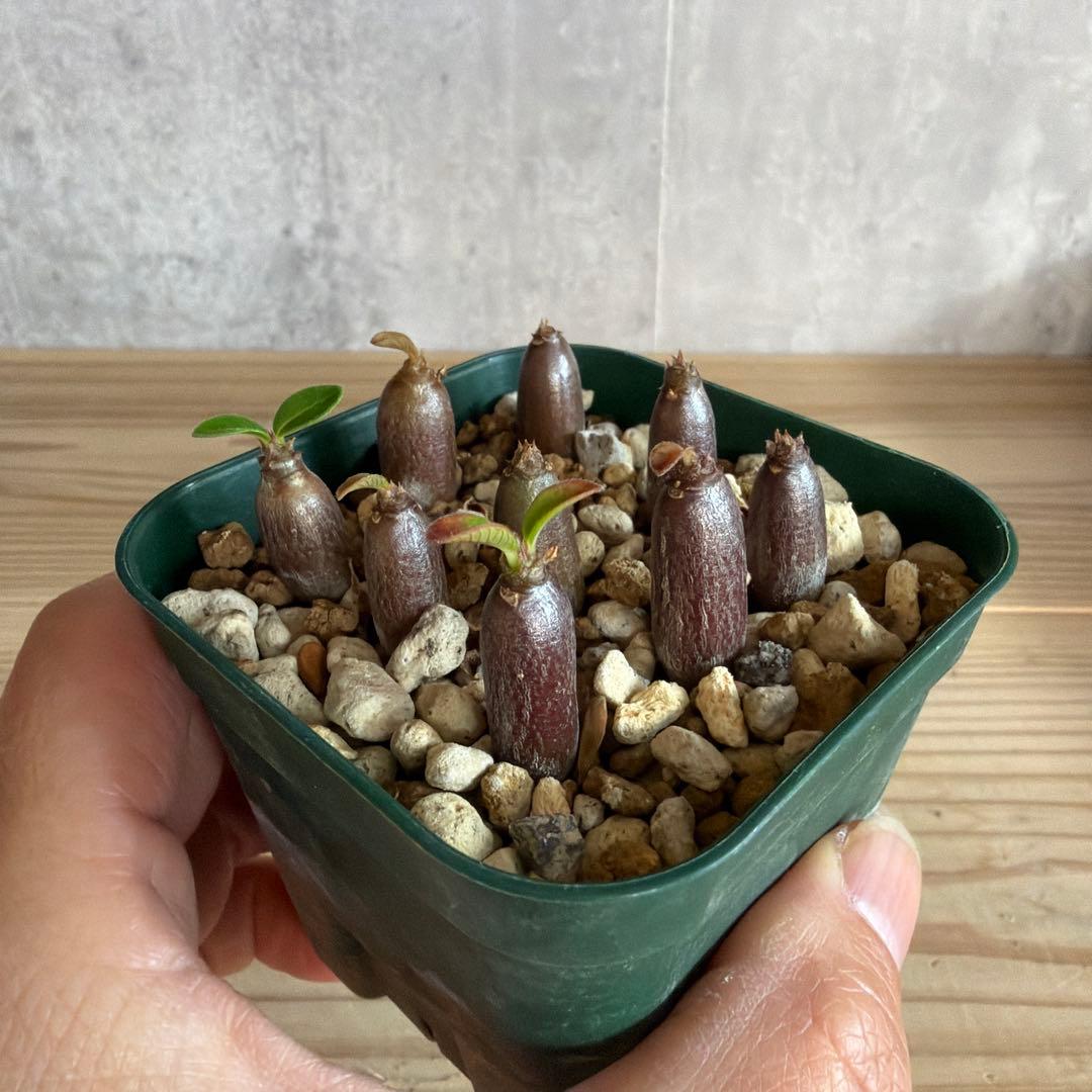 9株セットパキポディウムウィンゾリー 国内実生株