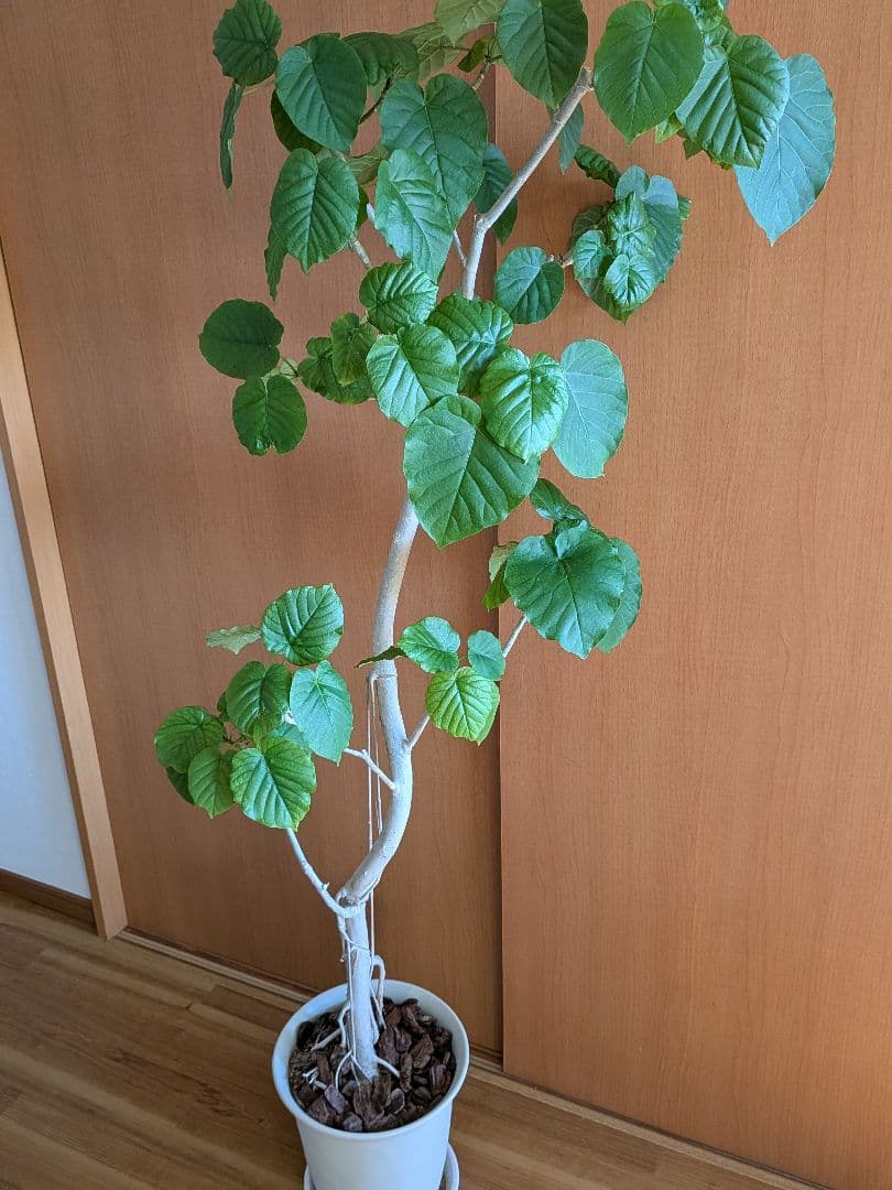 ◼️フィカスウンベラータ◼️大型180センチ　観葉植物