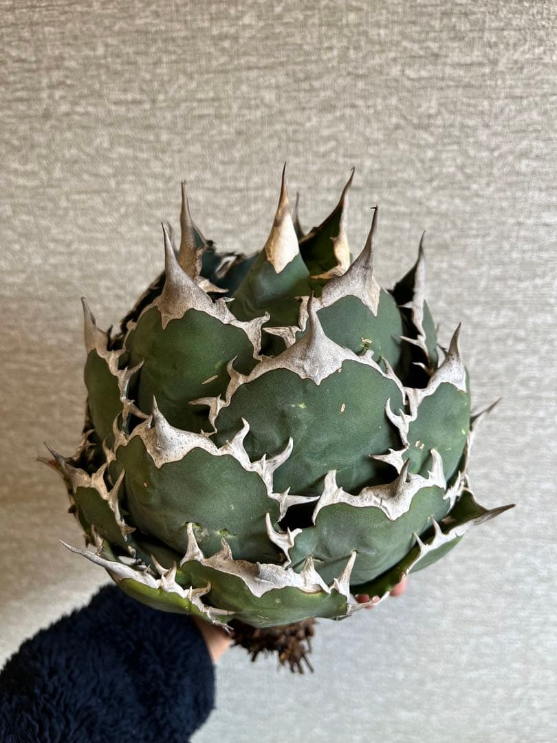 【コレクション株】ノーネーム　ボールタイプ　アガベ