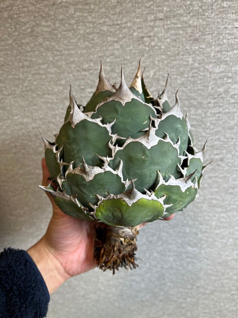 【コレクション株】ノーネーム　ボールタイプ　アガベ