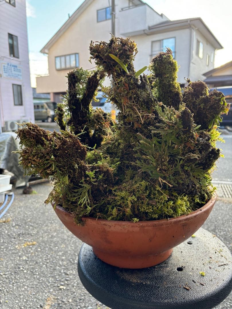 NO１６ イワヒバ(岩松） 30年物 静岡県玉川産 激安の投売り大特価