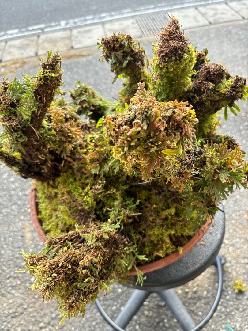 NO１６ イワヒバ(岩松） 30年物 静岡県玉川産 激安の投売り大特価