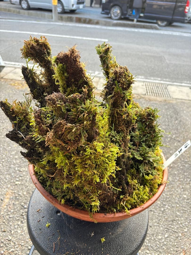 NO１６ イワヒバ(岩松） 30年物 静岡県玉川産 激安の投売り大特価