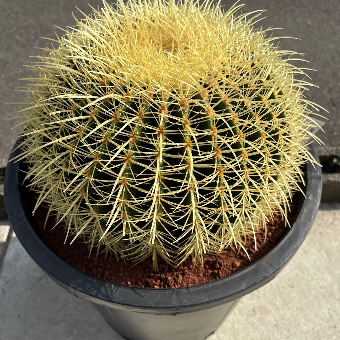 厳選　特特大　金鯱サボテン　キンシャチ　12号サイズ